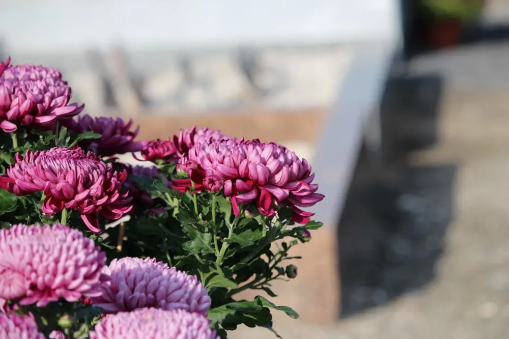 chrysantèmeswebp